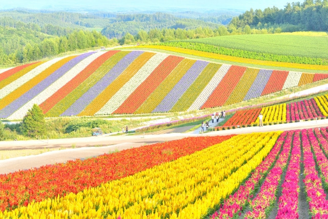 hokkaido flower fields in full bloom during summer