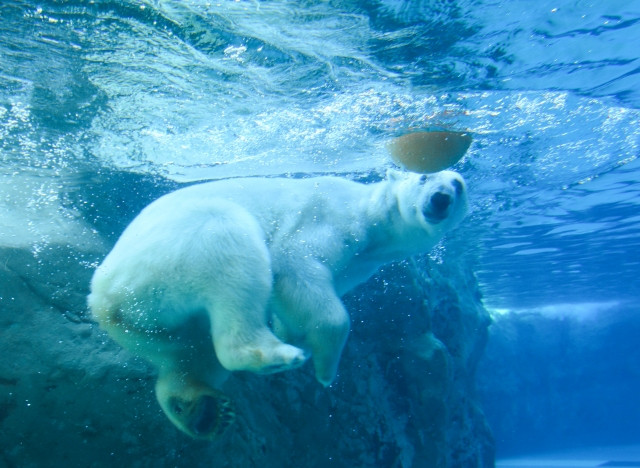 旭川市旭山動物園