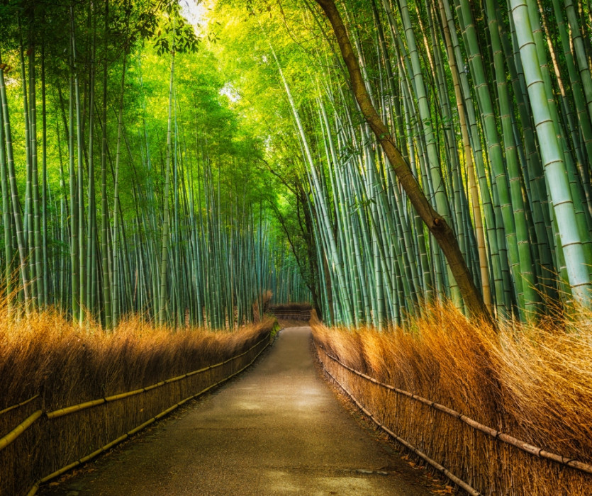 Rừng trúc Kyoto