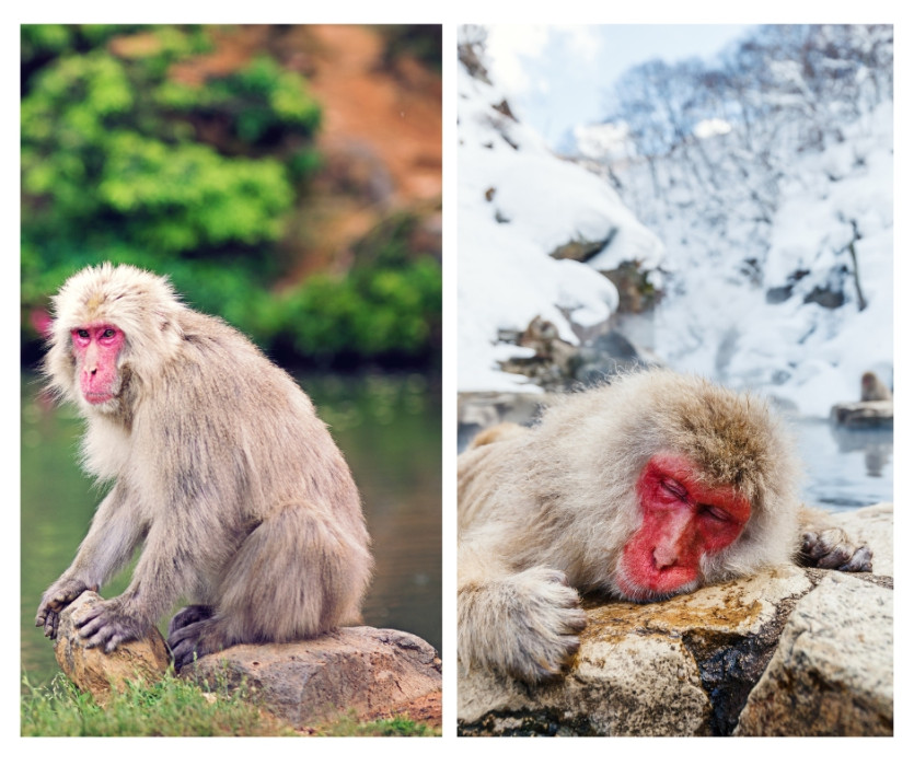 Công viên khỉ Iwatayama