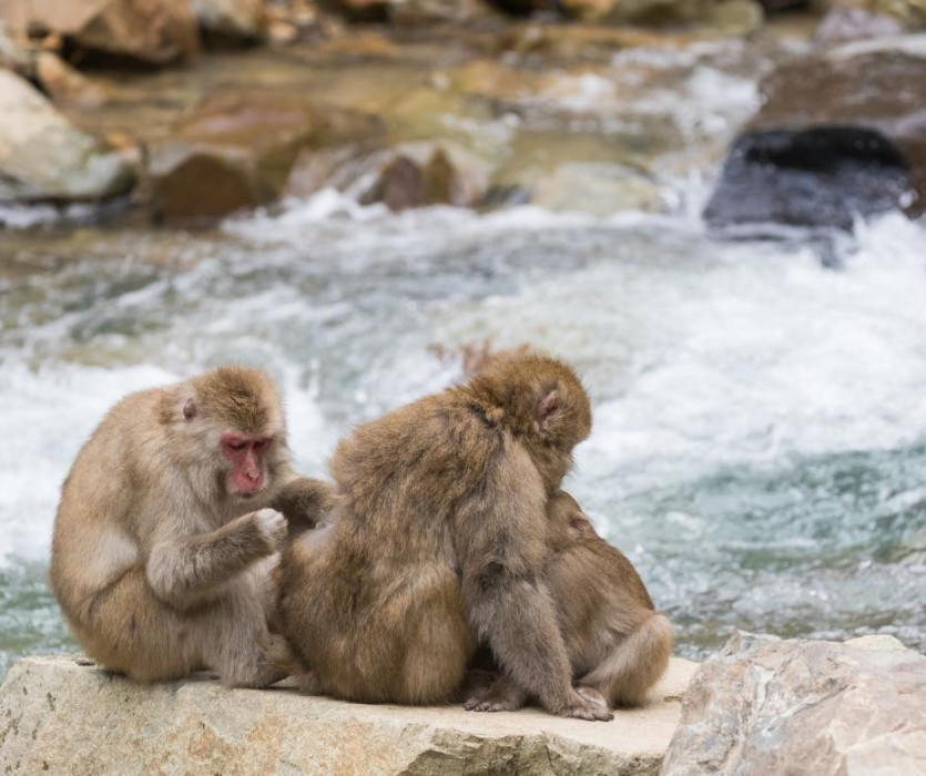 Công viên khỉ Iwatayama