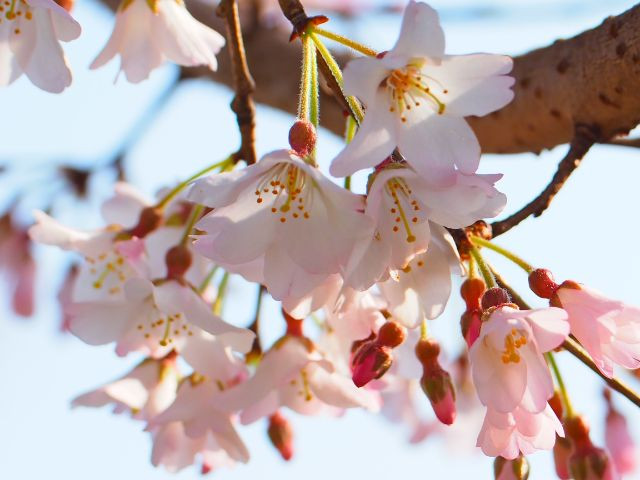 에도히간자쿠라 이미지