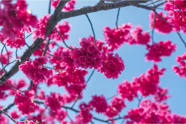 칸히자쿠라 오키나와 벚꽃 이미지