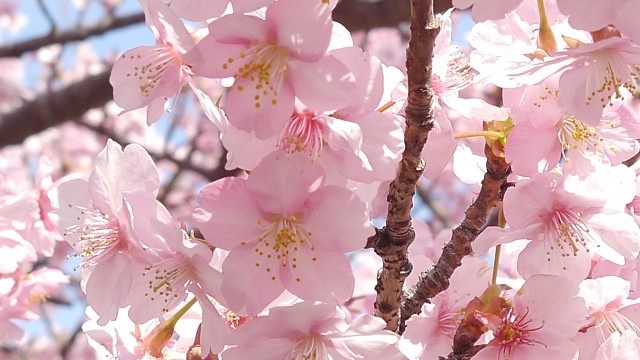 가와즈자쿠라 시즈오카 벚꽃 이미지