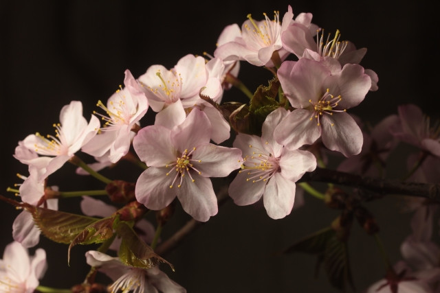 치시마자쿠라 홋카이도 벚꽃 이미지