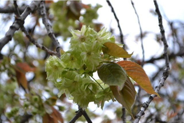 교이코 초록벚꽃 이미지