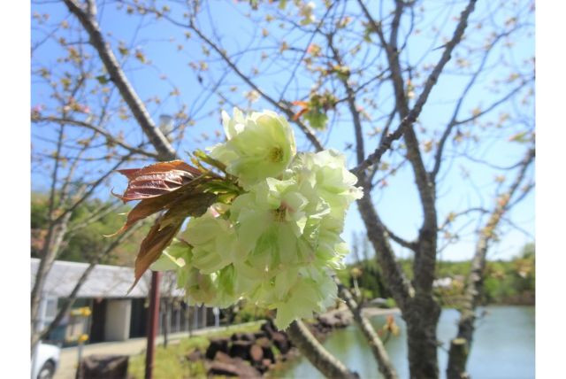 우콘자쿠라 울금 벚꽃 이미지