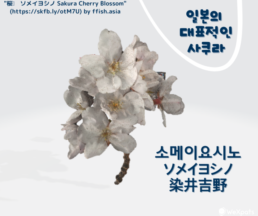 소메이요시노 꽃잎 이미지