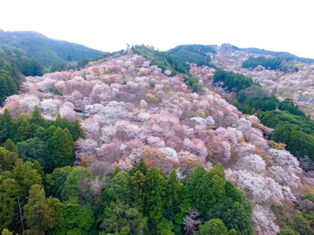 야마자쿠라 이미지