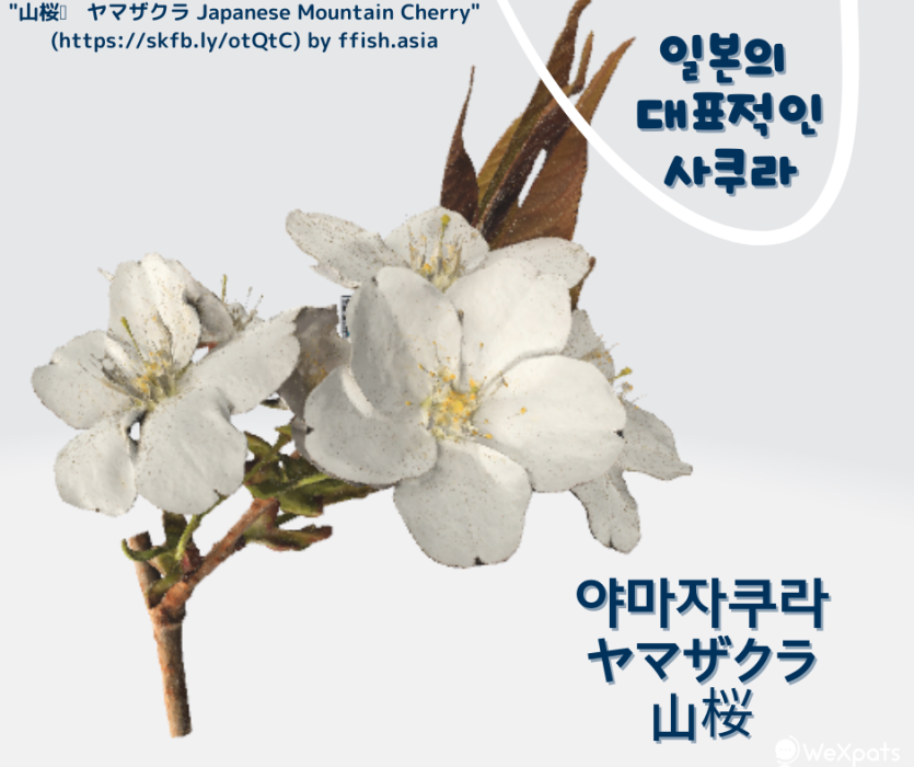 야마자쿠라 꽃잎 이미지