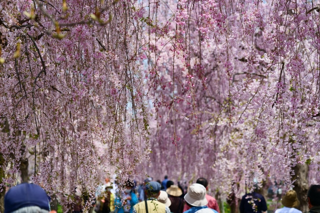 닛추센 시다레자쿠라 이미지